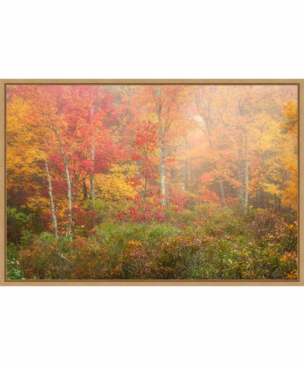 Framed Soft Fall Forest Pallet by Patrick Zephyr Canvas Wall Art Print (33 W x 23 H), Sylvie Maple Frame