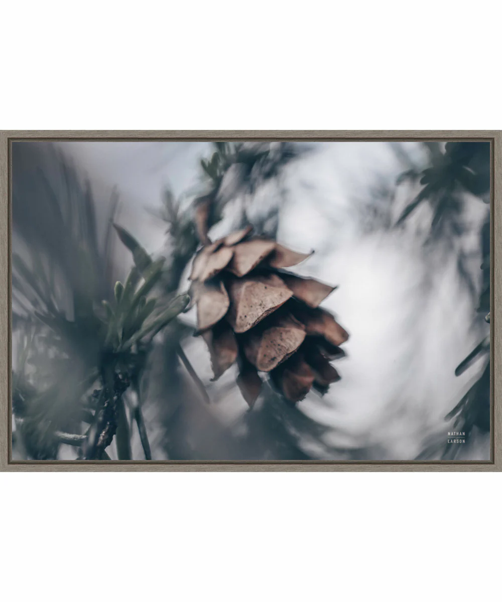 Framed Tree with Pinecone Macro by Nathan Larson Canvas Wall Art Print (33 W x 23 H), Sylvie Greywash Frame
