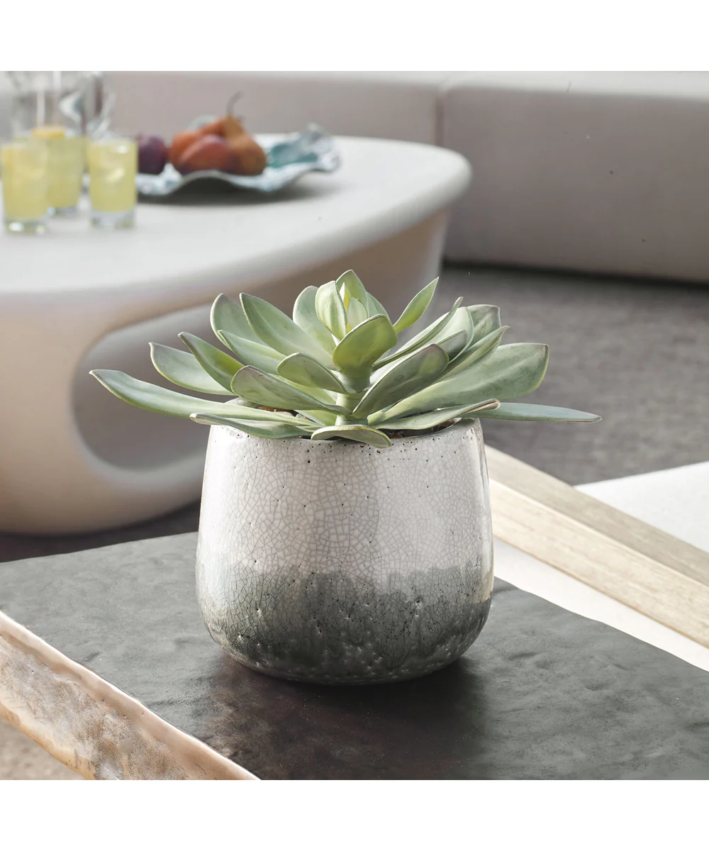 Dudleya Gray Outdoor Succulent - Image 2