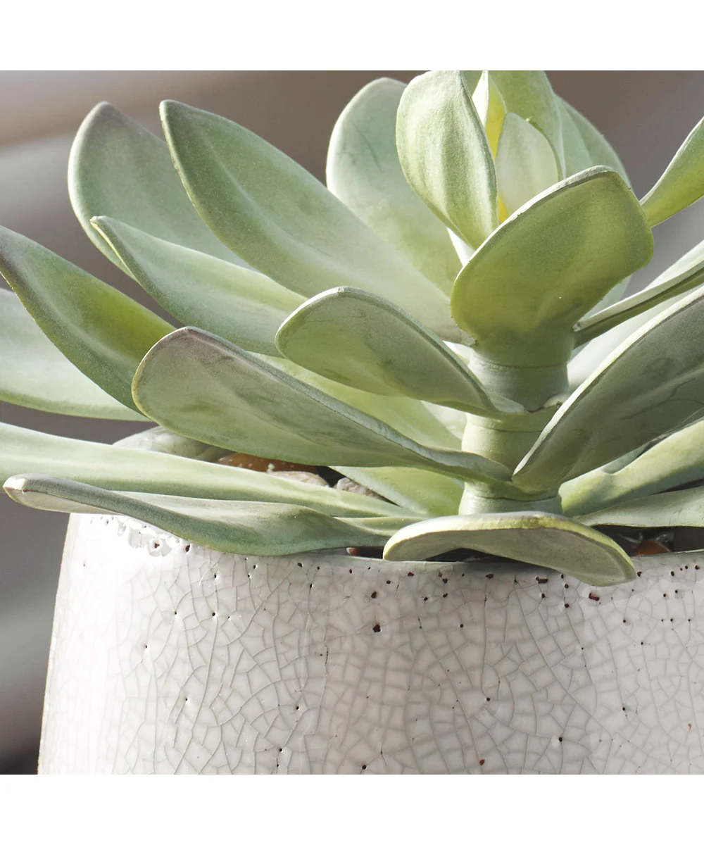 Dudleya Gray Outdoor Succulent - Image 3