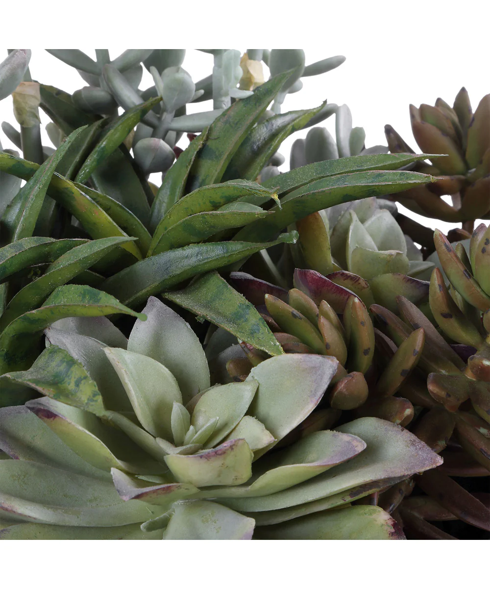 Greystone Indoor-Outdoor Succulent - Image 4