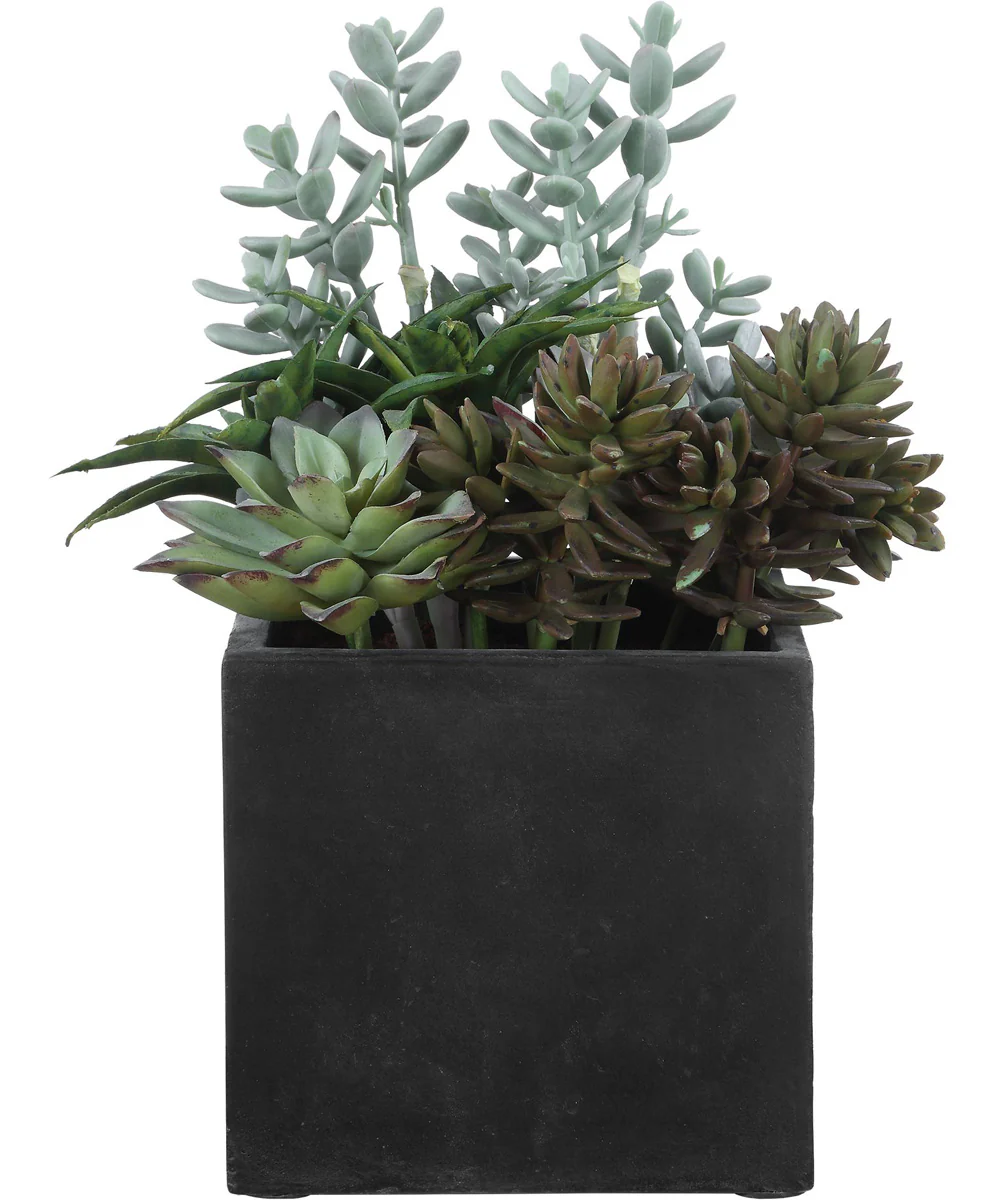 Greystone Indoor-Outdoor Succulent - Image 5