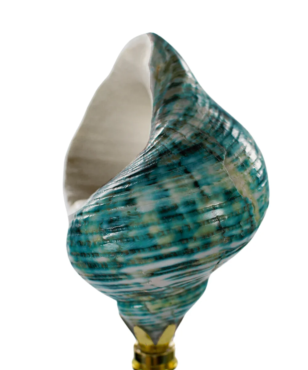 Sea Foam Turbo Sea Shell Lamp Finial Polished Chain 3"h - Image 4