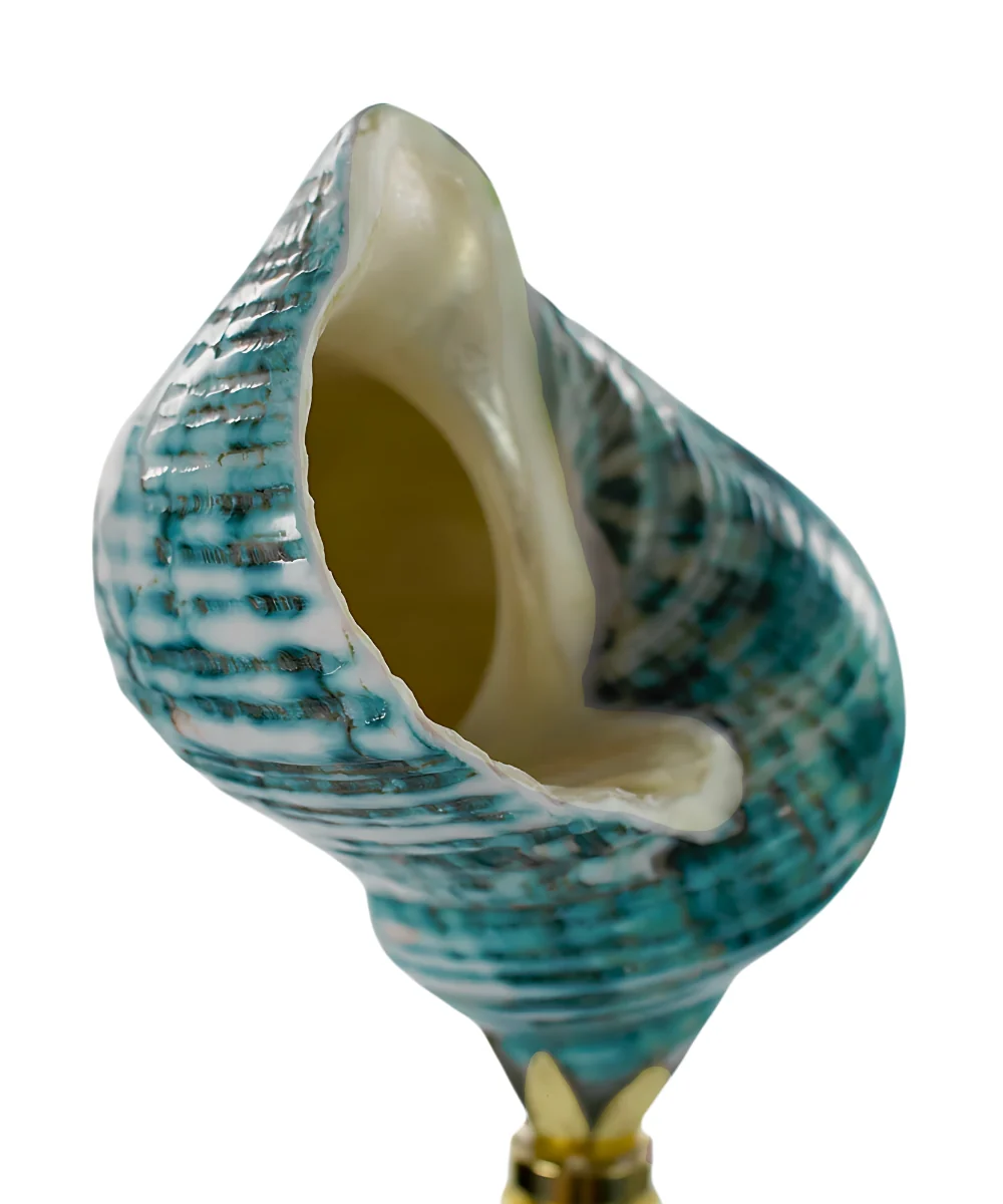 Sea Foam Turbo Sea Shell Lamp Finial Polished Chain 3"h - Image 5