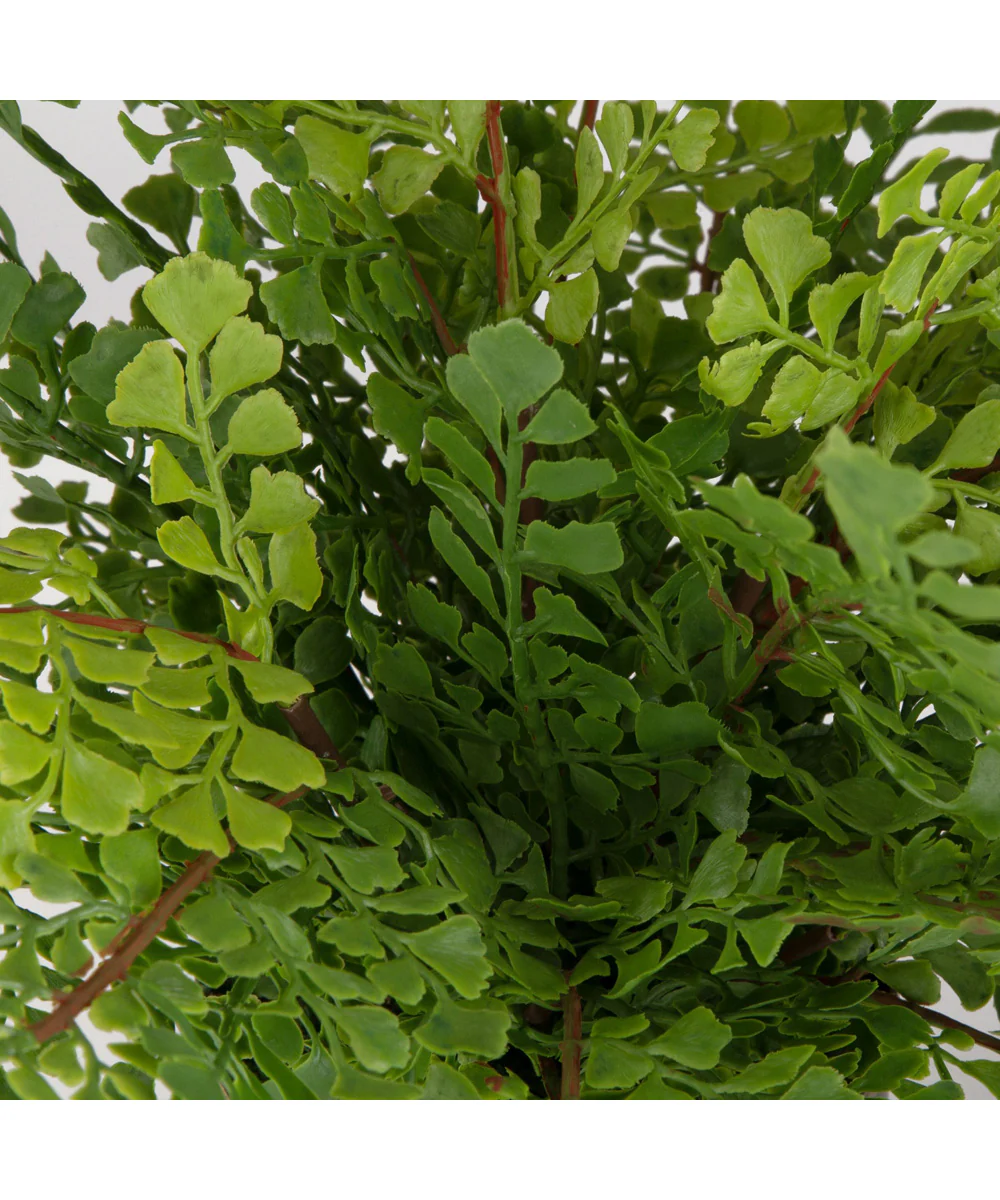 Maidenhair Fern In Oxidized Container - Image 2
