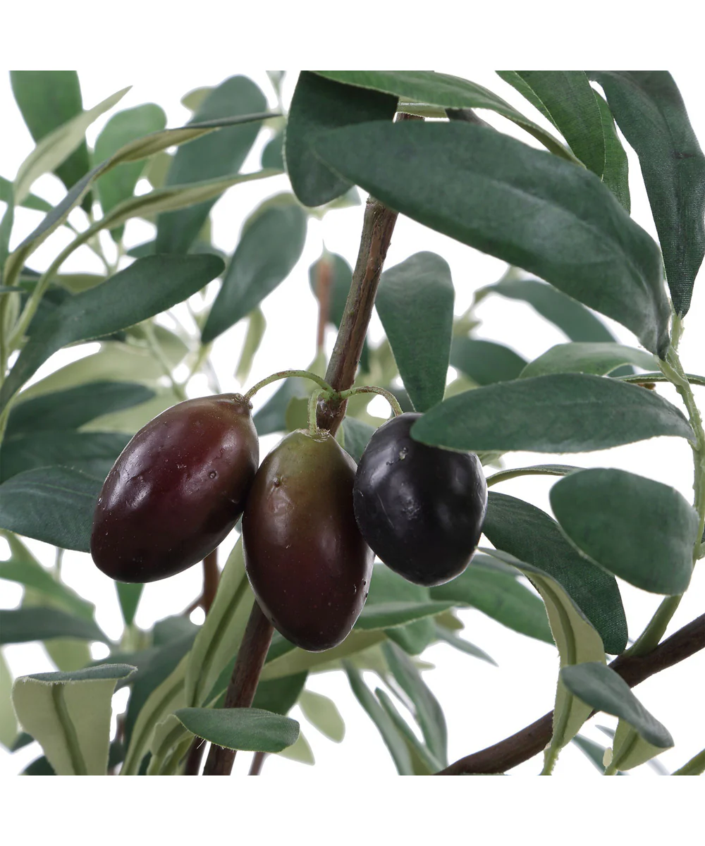 Marisol Potted Olive Plant - Image 4