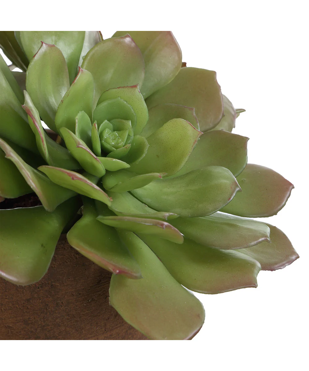 Sable Succulent Accent In Pot - Image 4