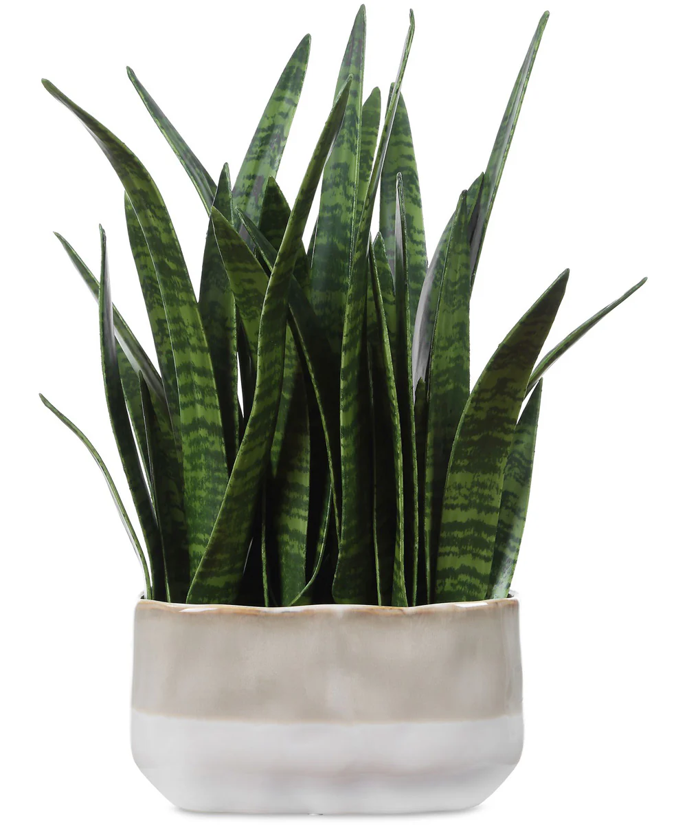 Sansera Snake Accent Plant