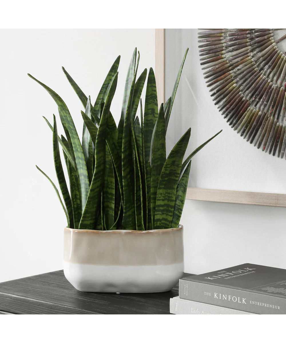 Sansera Snake Accent Plant - Image 2