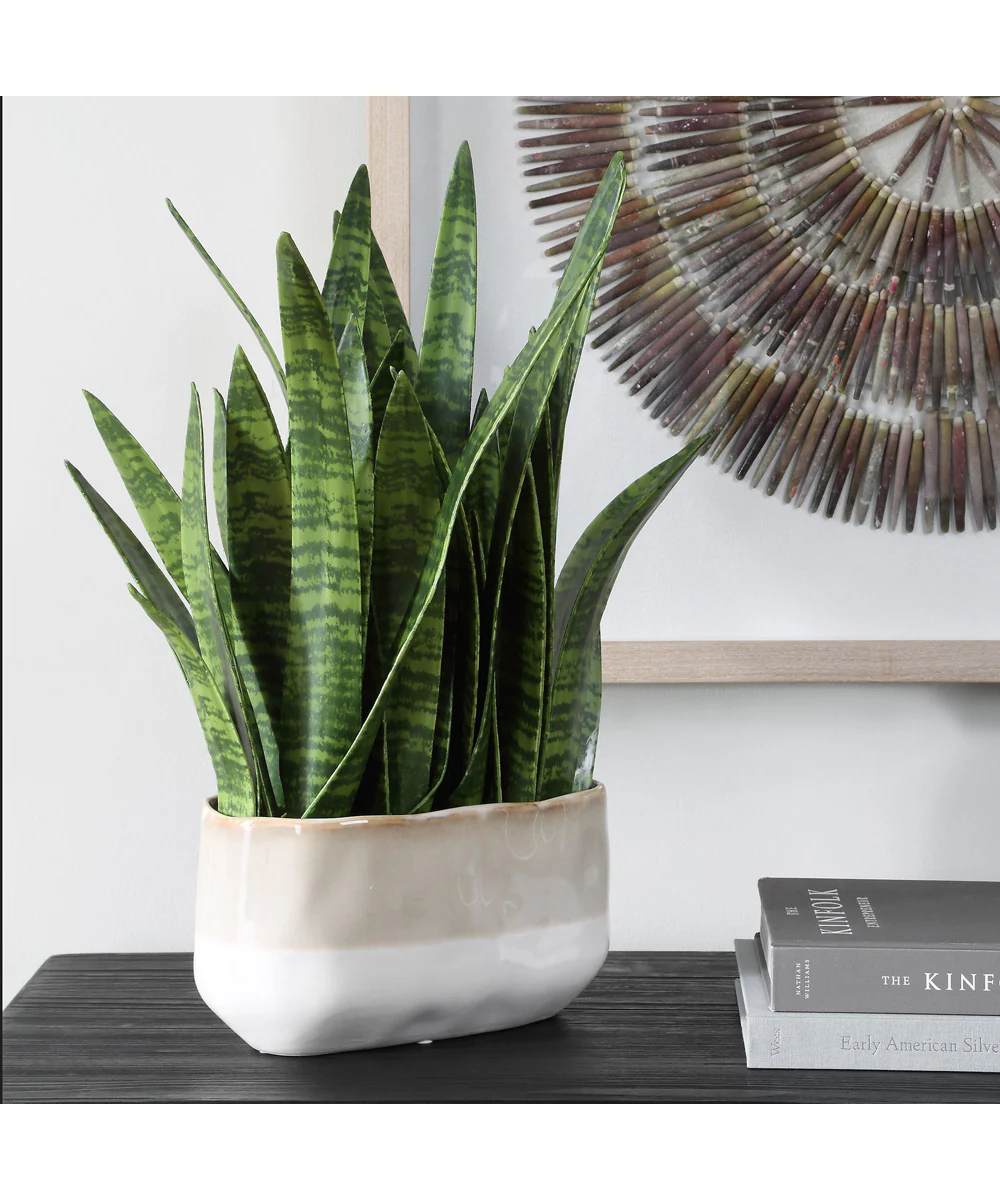 Sansera Snake Accent Plant - Image 3