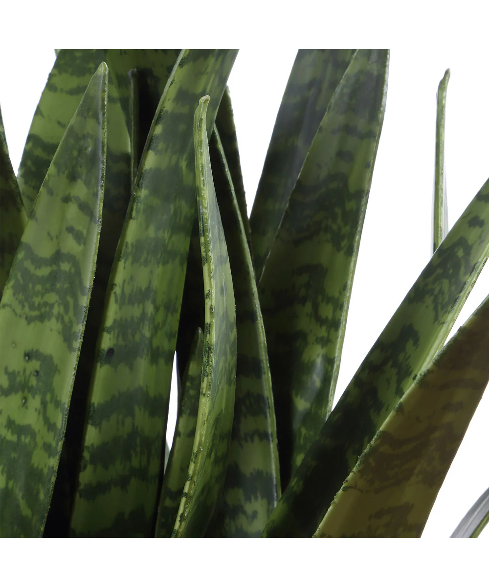 Sansera Snake Accent Plant - Image 4