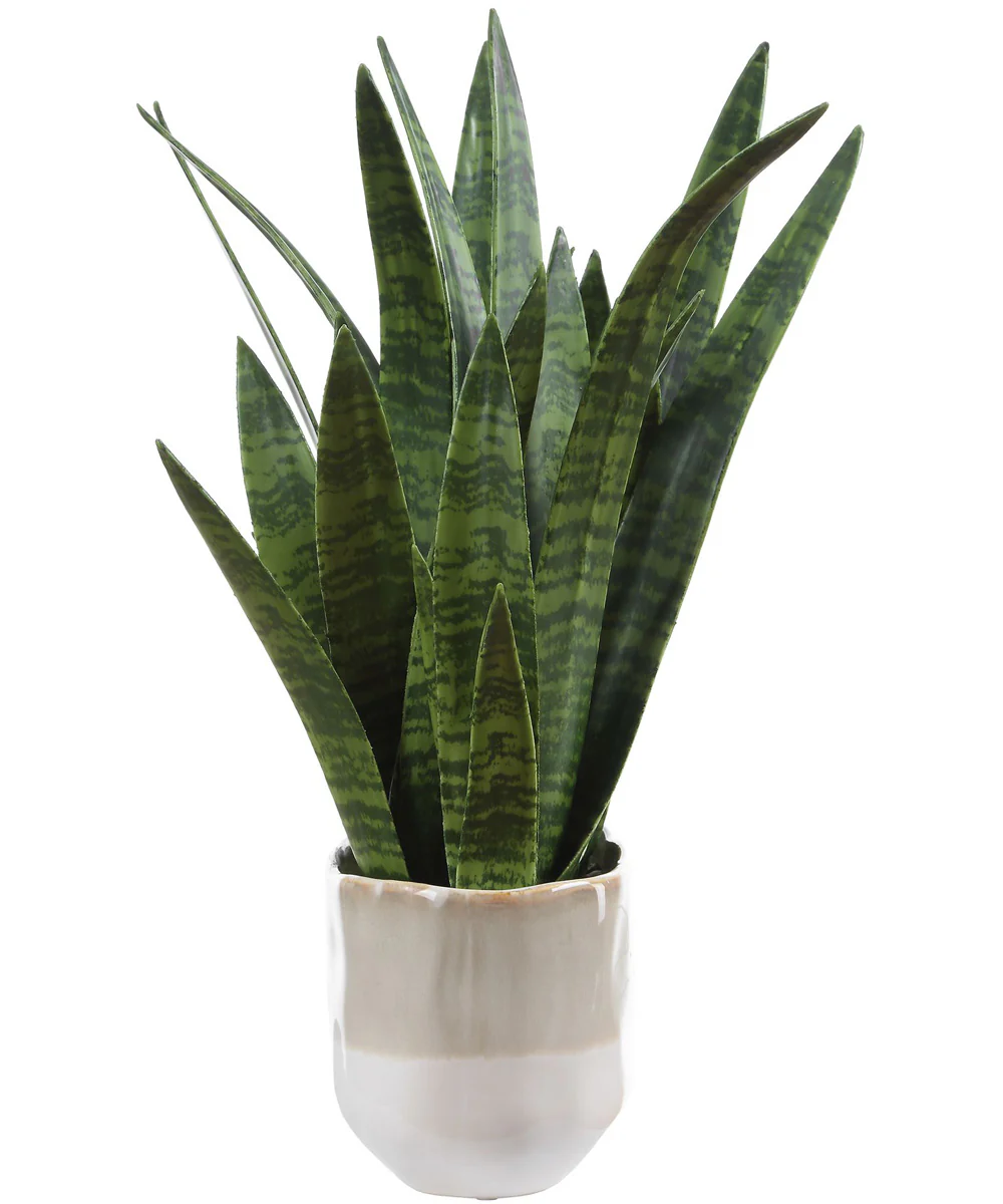 Sansera Snake Accent Plant - Image 5