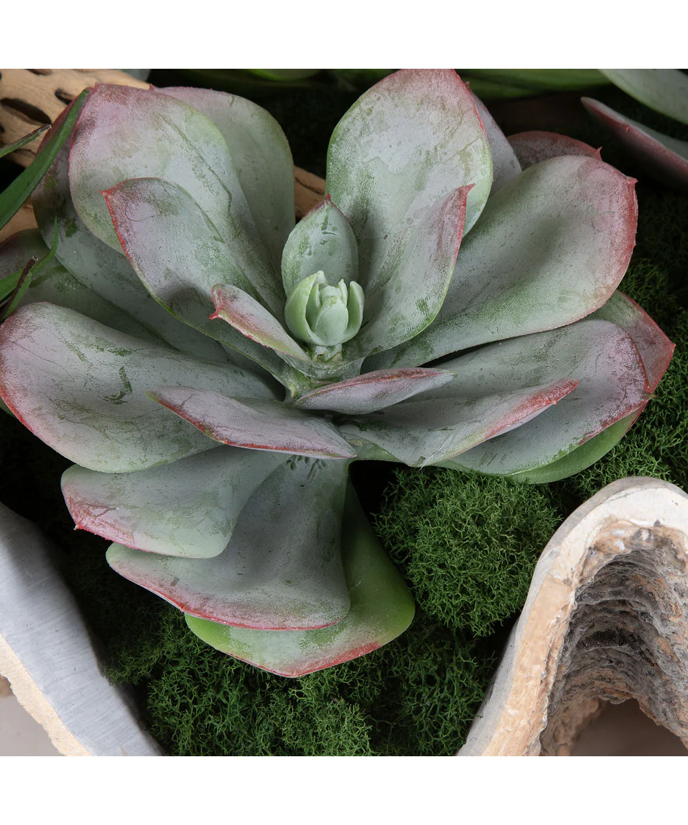 Seaside Breeze Succulents - Image 2