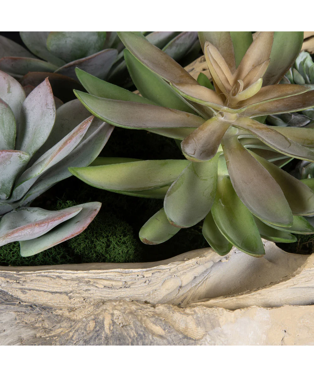 Seaside Breeze Succulents - Image 3