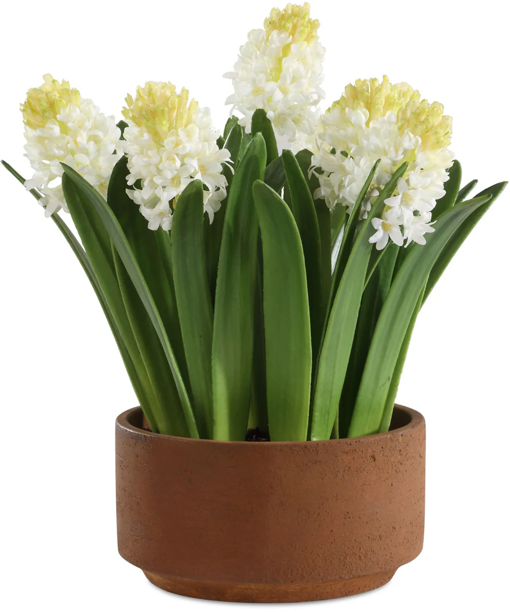 Sincerity Potted Hyacinth Plant
