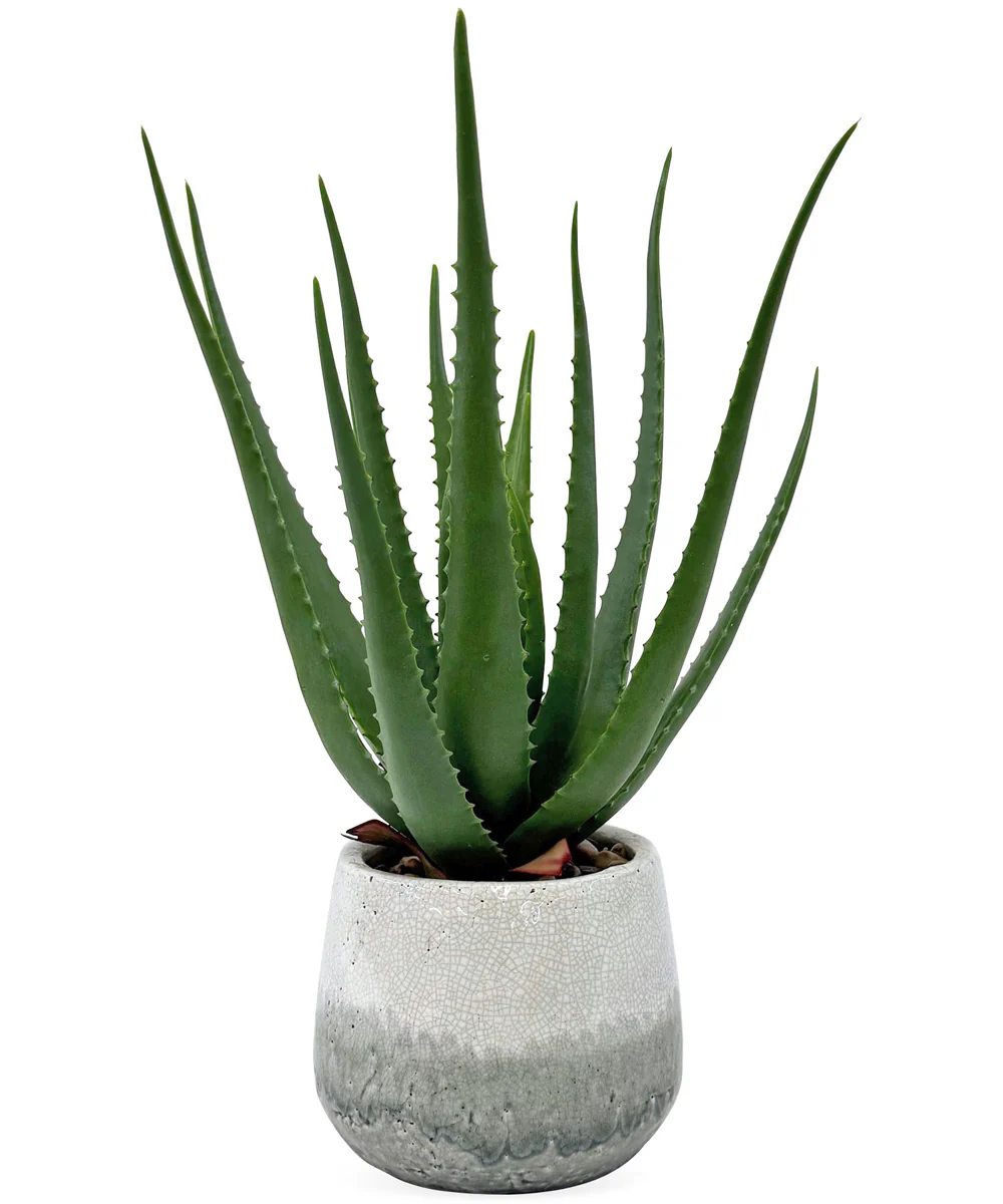 Veranda Indoor-Outdoor Aloe Plant
